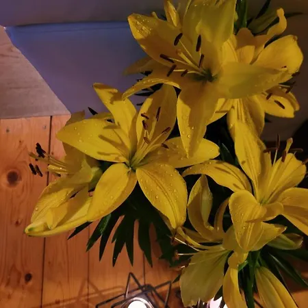 Apartment Lilla Jelenia Góra