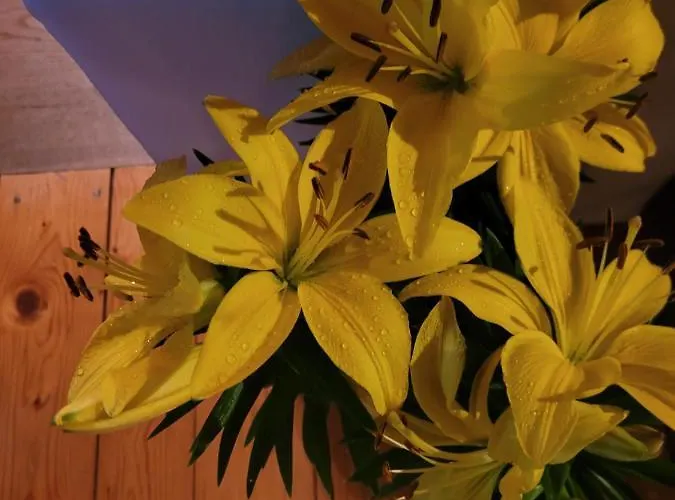 Apartment Lilla Jelenia Gora